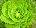 Close-up of green collard floras