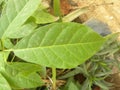 Green color leaf of Crape Jasmine plant