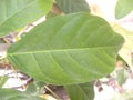 Green color leaf of Shagbark hickory tree
