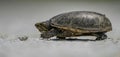 Close-up of a green common musk turtle (Sternotherus odoratus) slowly walking across a sandy beach