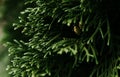 Close-up of green conifer branches with natural texture. Evergreen foliage with detailed patterns. Selective focus Royalty Free Stock Photo