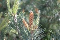 Close-up of a green conifer on the right side of the picture. Small pine cones at the end of the branches.