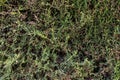 Close-up green coniferous thuja shrub forming a natural background