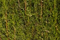 Close-up green coniferous thuja shrub forming a natural background