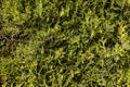 Close-up green coniferous thuja shrub forming a natural background