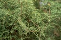 Close up green coniferous tree branches thuja