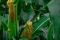 Close up of green corn ear on plant in farm Royalty Free Stock Photo