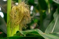 Close up of green corn ear on plant in farm Royalty Free Stock Photo