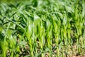 Close-up on green Corn field Royalty Free Stock Photo