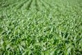 Close-up on green Corn field