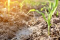 Close up green corn plant Royalty Free Stock Photo