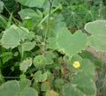 Close up of a county mallow seed and a green leaf from county mallow tree Royalty Free Stock Photo