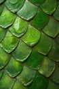 Close-up of green crocodile skin texture, showing intricate patterns and scales. Royalty Free Stock Photo
