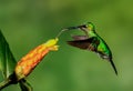 Close-up of a green-crowned brilliant (Heliodoxa jacula) eating nectar from a flower