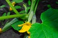 a green cucumber bush, with a small yellow flower, a small cucumber, large rough leaves Royalty Free Stock Photo