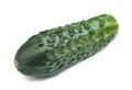 A close-up of a green cucumber. A whole and fresh cucumber on a white background. Tasty vegetables for healthy salads. Royalty Free Stock Photo