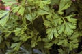 Close up of curly Italian parsley plant leaves