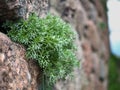 Close-up green curly plant growing on a stone wall. Leningrad region Royalty Free Stock Photo