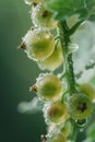 Close-up of green currants delicately adorned with morning dew