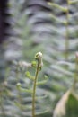 Curved tip of a young fern frond Royalty Free Stock Photo
