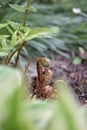 Curved tips of a young fern frond