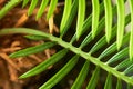 A close-up of a Cycus palm leaf Royalty Free Stock Photo