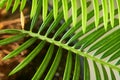 A close-up of a Cycus palm leaf Royalty Free Stock Photo