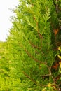 Close up green cypress tree branch element