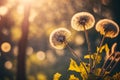 Close up green dandelions flower with natural blurred green background with sunlight Royalty Free Stock Photo