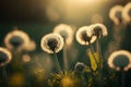 Close up green dandelions flower with natural blurred green background with sunlight Royalty Free Stock Photo