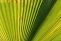 Close up of green detailed palm leaf abstract background in selective focus