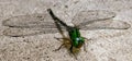 Green dragonfly with transparent mesh wings on rough texture