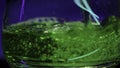 Close-up of green drink being poured into glass. Stock clip. Green drink with bubbles in bar is poured into transparent Royalty Free Stock Photo