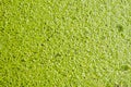Green duckweed texture Royalty Free Stock Photo