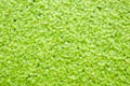 Green duckweed texture Royalty Free Stock Photo