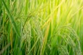 Close up ear of rice fields Royalty Free Stock Photo