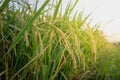 Close up ear of rice in rice fields Royalty Free Stock Photo