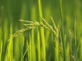 Close up of green ear of rice in paddy rice field- green season Royalty Free Stock Photo