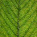 Close up of an green early autumn leaf showing veins and cells Royalty Free Stock Photo