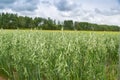 Green ears of oats on the field