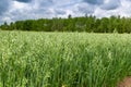 Green ears of oats on the field