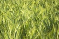 Close up of green ears of triticale, cereal background Royalty Free Stock Photo