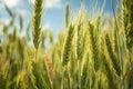 Close-up of green ears of triticale in the field Royalty Free Stock Photo