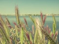 Close up of green ears of triticale with a lake and the sky in the background. Royalty Free Stock Photo