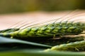 Close up of green ears of wheat isolated Royalty Free Stock Photo