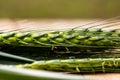 Close up of green ears of wheat isolated Royalty Free Stock Photo