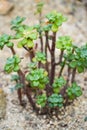 Close up of green Echeveria skinneri. Royalty Free Stock Photo