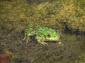 Close up of a green edible frog or Common Water Frog on water Royalty Free Stock Photo