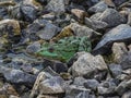 Close up of a green edible frog or Common Water Frog on water Royalty Free Stock Photo