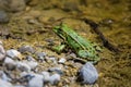 Close-up of a green Edible frog (Pelophylax esculentus) perched on the edge of a pond Royalty Free Stock Photo